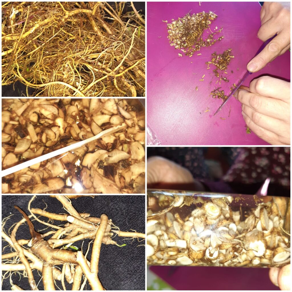 Wurzelseminar